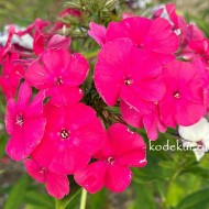 Флокс Phlox Ламбада